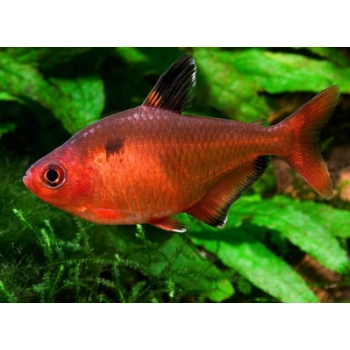 Bystrzyk barwny - Minor - Hyphessobrycon eques