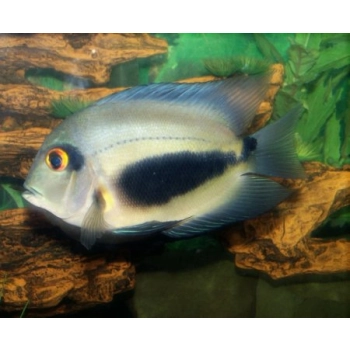 Ryba Pielęgnica Uaru - Uaru amphiacanthoides ​​​​​​​