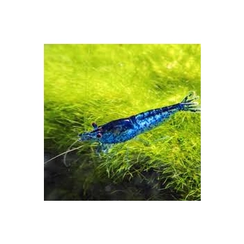 Krewetka Blue Velvet - Blue Dream - Neocaridina davidi