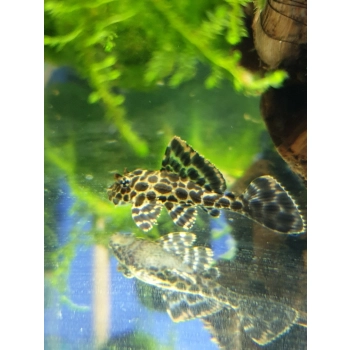 Zbrojnik lamparci - Glyptoperichthys gibbiceps