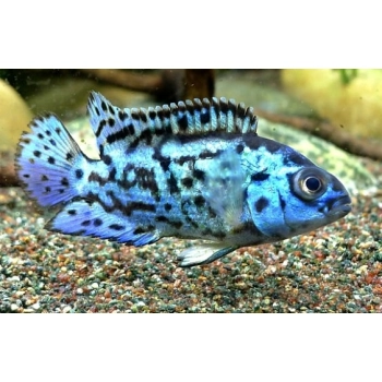 Pielęgnica Electric Blue Jack Dempsey - Rocio octofasciata