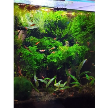 Krewetka Crystal Red - Caridina cf. cantonensis