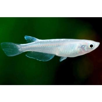 Ryżanka japońska platynowa – Ryżówka – Medaka - Oryzias latipes Platinum