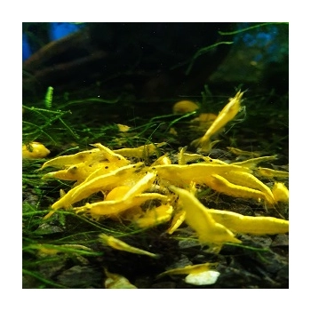 Krewetka Yellow Neon - Neocaridina heteropoda var Yellow