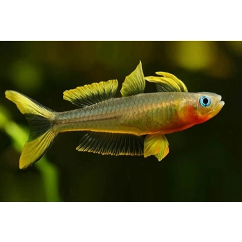 Modrook Słoneczny-Pseudomugil furcatus