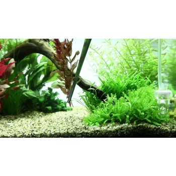 Pęseta akwarystyczna prosta 25 cm