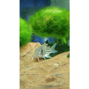 Kirysek Julii - Kirysek lamparci - Corydoras Julii
