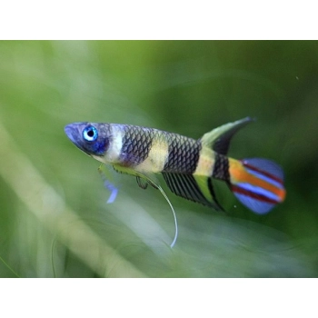 Szczupieńczyk karłowaty-epiplatys annulatus