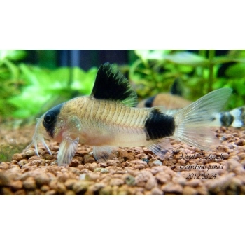 Kirysek panda - Corydoras panda