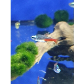 Neon Diamentowy - Paracheirodon innesi var. diamond