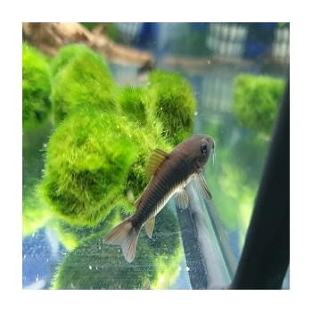 Kirysek czarny - Corydoras aeneus Black