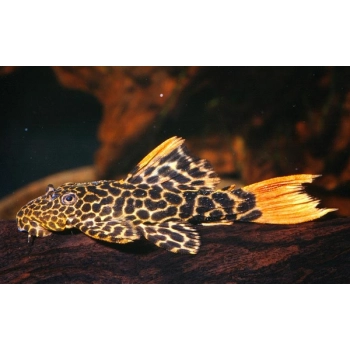 Zbrojnik l-114 - Pseudoacanthicus cf leopardus