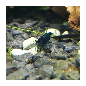Krewetka Blue Velvet - Blue Dream - Neocaridina davidi