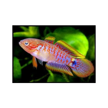 Głowaczyk barwny - Tateurndina occelicauda