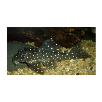 Zbrojnik L004 Angelicus Pleco Hypancistrus sp