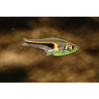 Razbora Hengela - Trigonostigma hengeli