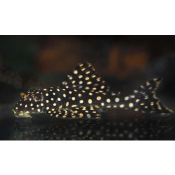Glonojad zbrojnik L048 Scobinancistrus cf. pariolispos – dorosły osobnik