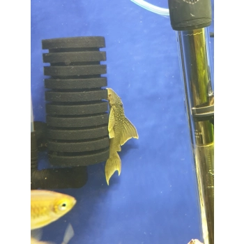 Zbrojnik zielony glonojad L200 - Baryancistrus demantoides