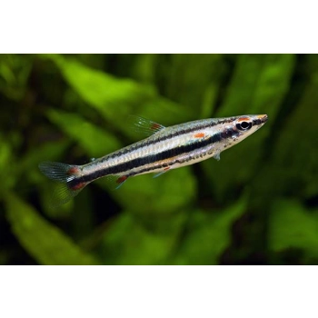 Drobnoustek trójpręgi - Nannostomus trifasciatus