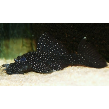 Zbrojnik Ancistrus L213 - glonojad Ancistrus Sp. L213