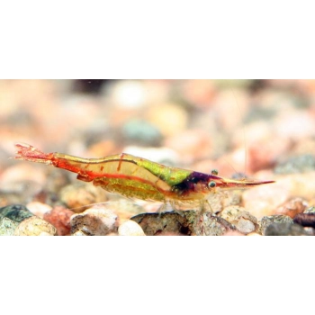 Krewetka Pinokio - Red Nose - Caridina gracilirostris