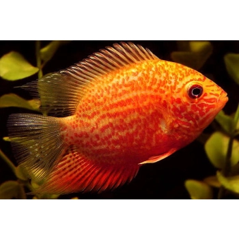 Pielęgnica Severum Red spotted - Heros efasciatus