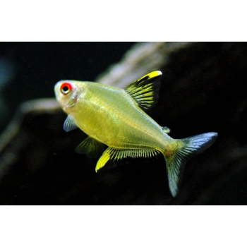 Bystrzyk cytrynowy - Bystrzyk pięknopłetwy - Hyphessobrycon Pulchripinnis