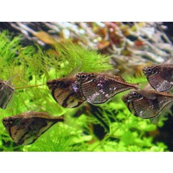 Pstrążenica marmurkowa-Carnegiella strigata