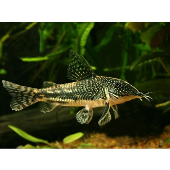 Kirysek Brodaty (Czaprakowy) - Corydoras Barbatus