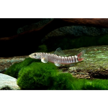schistura mahnerti vinciguerrae