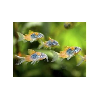 Kirysek wenezuelski orange - Corydoras venezuelanus