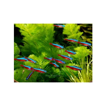 Neon czerwony Paracheirodon axelrodi
