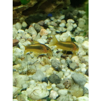 Kirysek Gold Laser CW 010 - Corydoras Peru Gold stripe
