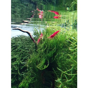 Krewetka Sakura Red - Neocaridina Davidi var. Sakura Red