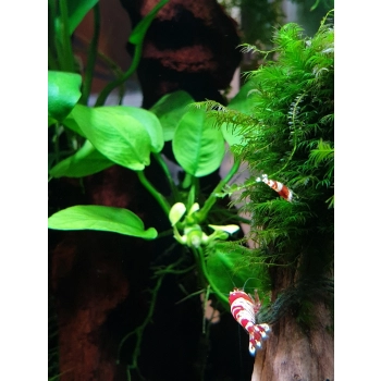 Krewetka Crystal Red - Caridina cf. cantonensis