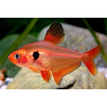 Fantom czerwony (Barwieniec czerwony) - Hyphessobrycon Sweglesi