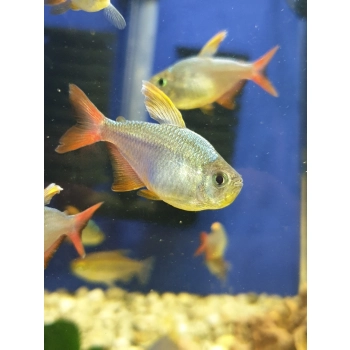 Bystrzyk kolumbijski - Hyphessobrycon columbianus