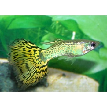 Gupik cobra green - gupik kobra zielona - Poecilia wingei