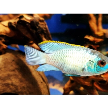 Akara Electric Blue - Andinoacara pulcher var. Electric Blue