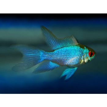 Pielęgniczka Ramireza electric blue - Microgeophagus ramirezi electric blue