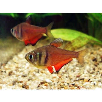 Tetra czerwona – Bystrzyk czerwony Hyphessobrycon flammeus