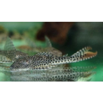 Zbrojnik L-116 glonojad - Aphanotorulus emarginatus