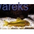Kirysek Gold Laser CW 010 - Corydoras Peru Gold stripe