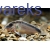 Kirysek strumieniowy - Corydoras arcuatus
