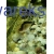 Kirysek strumieniowy - Corydoras arcuatus