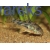 Kirysek pstry - Corydoras paleatus