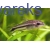 Kirysek pigmej - Corydoras Pygmaeus