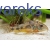 Kirysek pstry - Corydoras paleatus