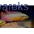 Barwniak szmaragdowy nigeria red - Pelvicachromis taeniatus