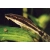 otosek przyujściowy - otocinclus affinis